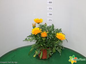 GAZANIA SPLENDENS VASO 14