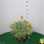 GAZANIA SPLENDENS VASO 14