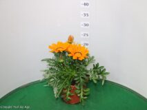 GAZANIA RIGENS VASO 14