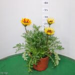 GAZANIA RIGENS VASO 14