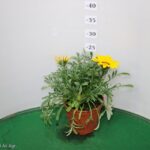 GAZANIA RIGENS VASO 14