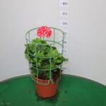 GERANIO EDERA VASO 14