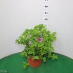 GERANIO ANGELEYES VASO 14