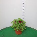 GERANIO ANGELEYES VASO 14