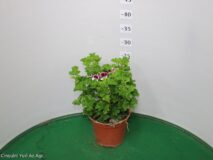 GERANIO ANGELEYES VASO 14