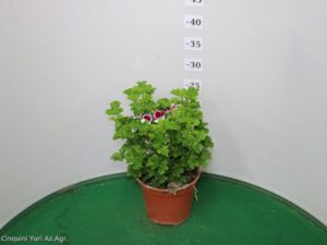 GERANIO ANGELEYES VASO 14
