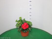 GERANIO EDERA VASO 14