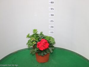 GERANIO EDERA VASO 14