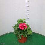 GERANIO EDERA VASO 14