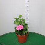 GERANIO EDERA VASO 14