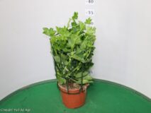 GERANIO PARIGINO VASO 14