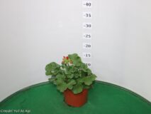 GERANIO ZONALE VASO 14