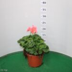 GERANIO ZONALE VASO 14