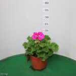 GERANIO ZONALE VASO 14
