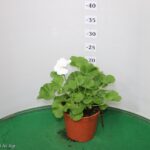 GERANIO ZONALE VASO 14