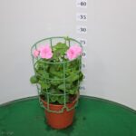 GERANIO EDERA VASO 14