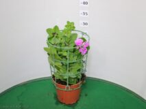 GERANIO EDERA VASO 14
