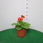 GERBERA VASO 14