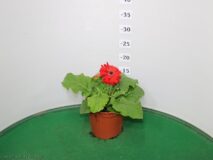 GERBERA VASO 14