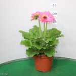GERBERA VASO 14