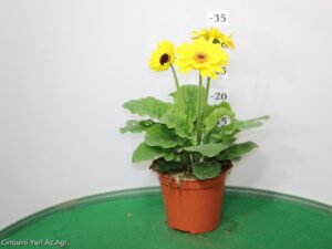 GERBERA VASO 14