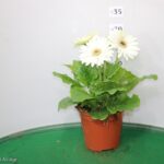 GERBERA VASO 14