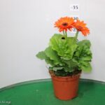 GERBERA VASO 14