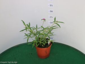 GOMPHRENA VASO 14