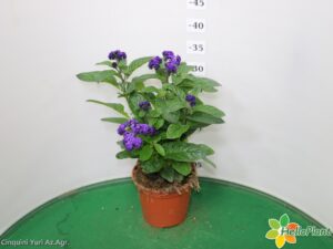 HELIOTROPHIUM (FIOR DI VANIGLIA) VASO 14