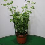 LANTANA SELLOWIANA VASO 14