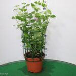 LANTANA SELLOWIANA VASO 14