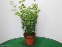 LANTANA SELLOWIANA VASO 14