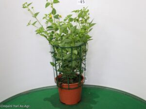 LANTANA SELLOWIANA VASO 14