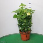 LANTANA CAMARA VASO 14