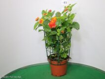 LANATNA CAMARA VASO 14