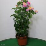 LANTANA CAMARA VASO 14