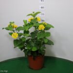 LANTANA CAMARA VASO 14