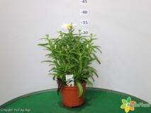 LEUCANTEMUM VASO 14