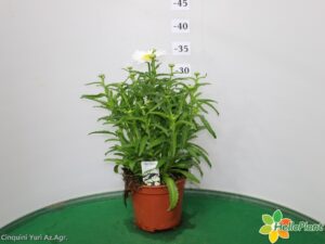 LEUCANTEMUM VASO 14