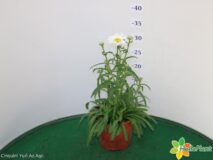 LEUCANTEMUM VASO 14