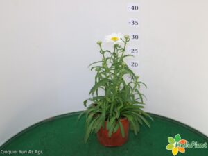 LEUCANTEMUM VASO 14