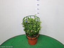 LOBELIA VASO 14