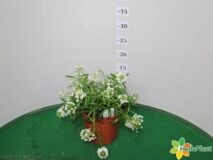 LOBULARIA VASO 14