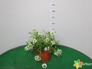 LOBULARIA SNOW PRINCESS VASO 14