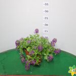 LOBULARIA SNOW PRINCESS VASO 14