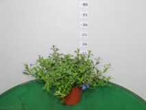 LOBELIA VASO 14