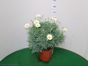 MARGHERITA ARGYRENTATUM VASO 14