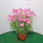 MARGHERITA ARGYRENTATUM VASO 14