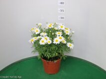 MARGHERITA VASO 14