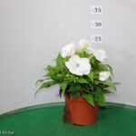 IMPATIENS NUOVA GUINEA VASO 14